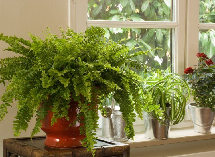 Секреты восстановления папоротника: простые решения для весеннего пробуждения