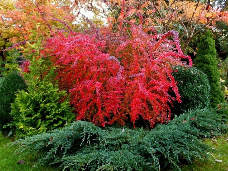 осенние красавцы: как кустарники оживляют сад в октябре