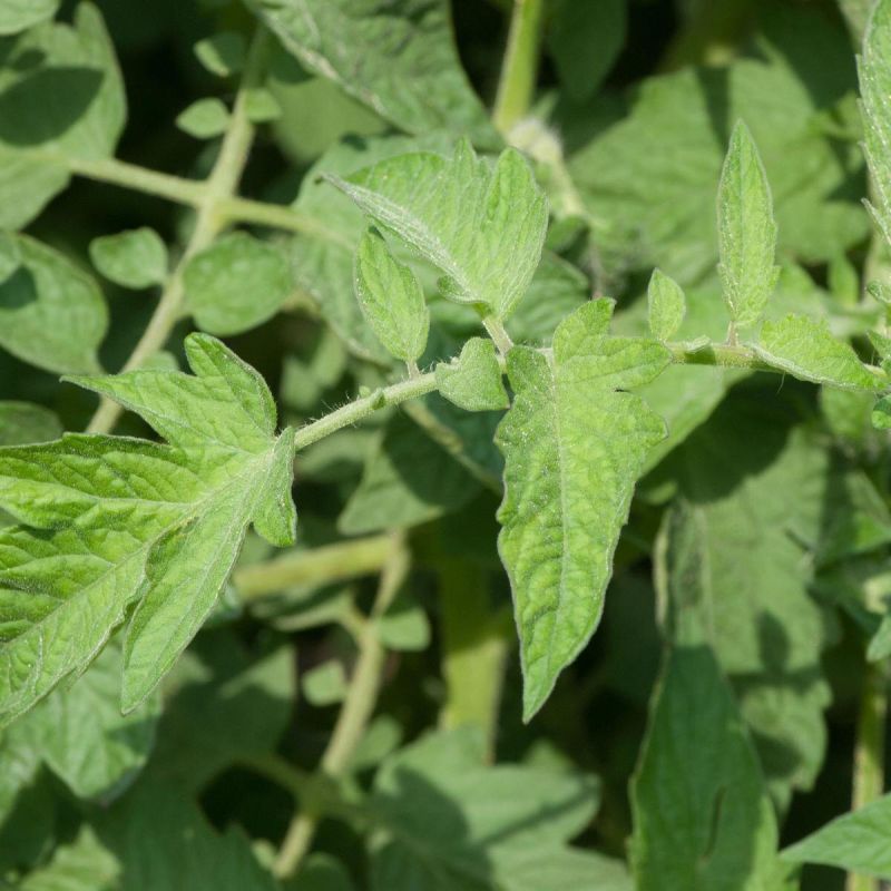 Цветы и травы: защитники урожая помидоров на вашем огороде