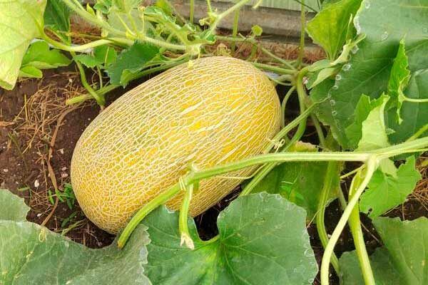 ���� ������: ������� ��������� ����������� � ���������� ����