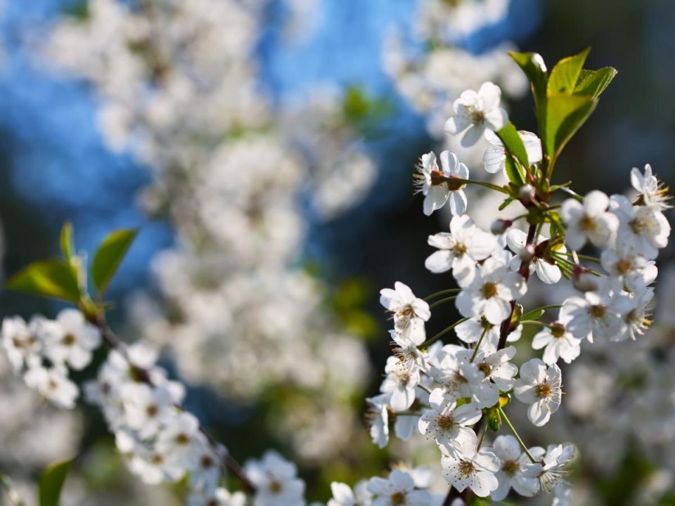 ������� �����: ������� ��������� ������