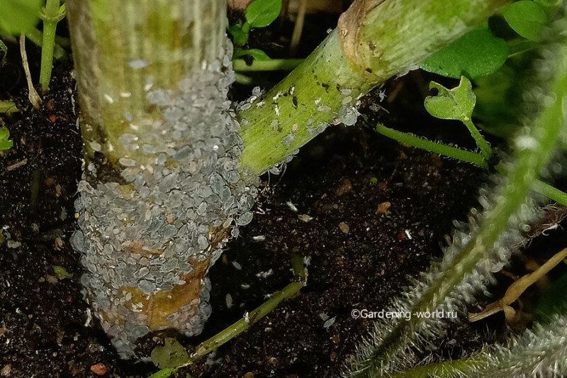 ������: ����� ���������, ��������� �������� ��� ��� �� ���