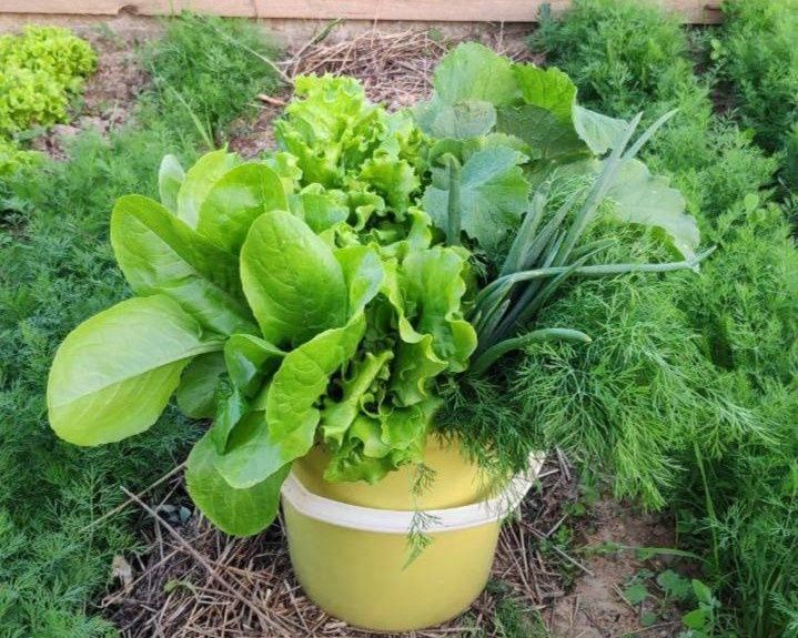 Пряные травы: не только украшение, но и незаменимые помощники на огороде