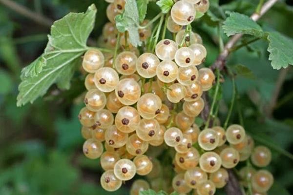 ��������� �����: ��� ��������� ������� ����� � �������� �������� ������