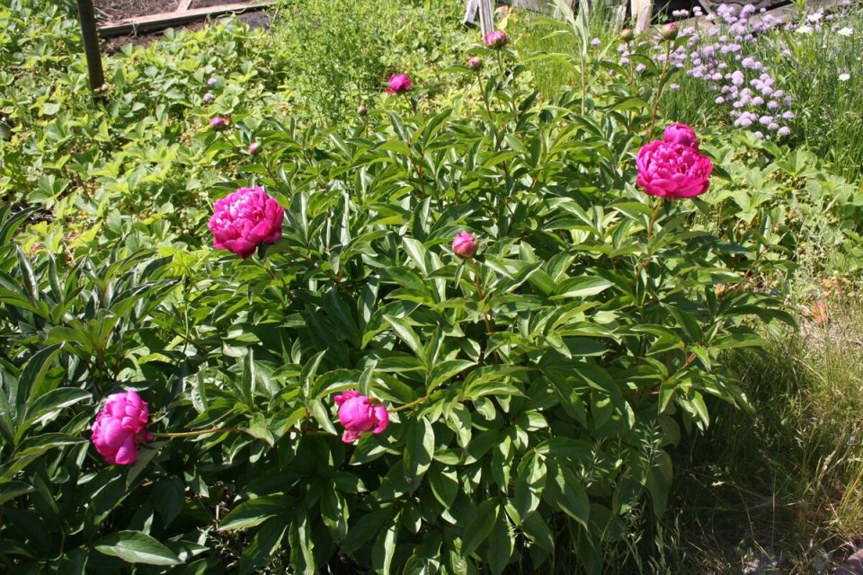 �����: ������� �����, ������� ���������� ��� ���