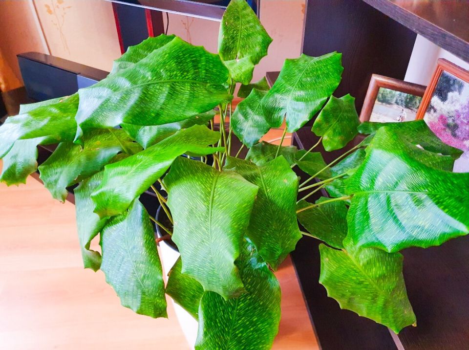 ������������ ������������ ��������� ��������: ��� ��� �������� ��������� ����