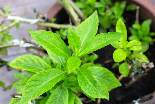 Джинура прокумбенс: ваш новый чемпион среди растений для здоровья