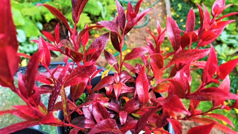 ��������: ��������� ������������ ��������� � ������ �������� � ���������