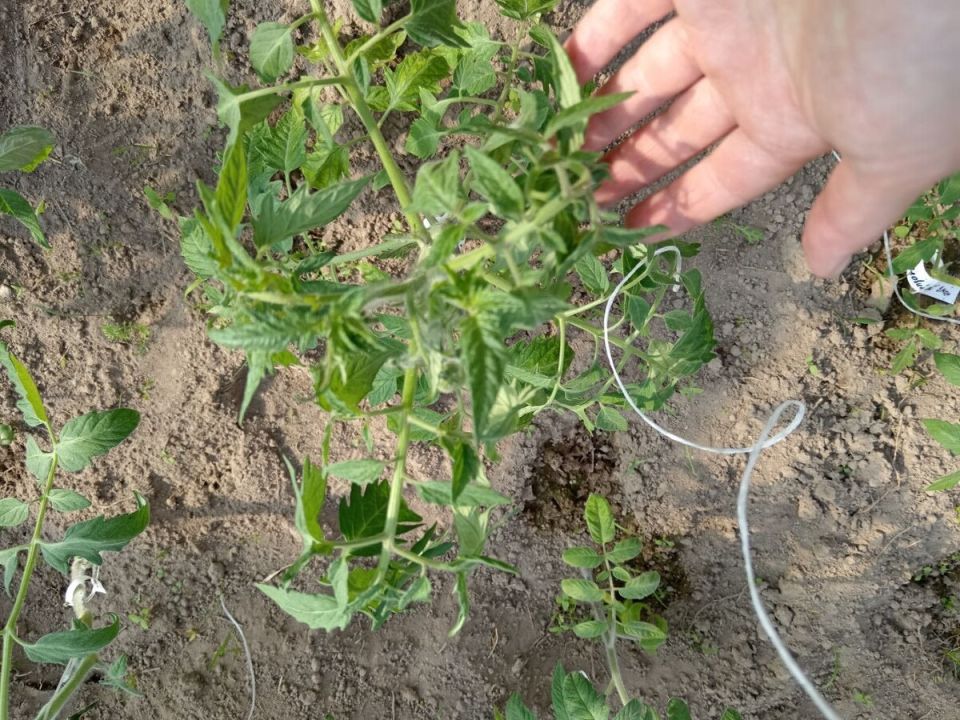 ��� ���������� ����������� ����������� ������ � �������� ������