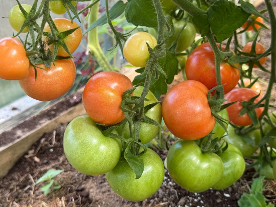 ��� ��������� ������� ������: ������� �� ���������