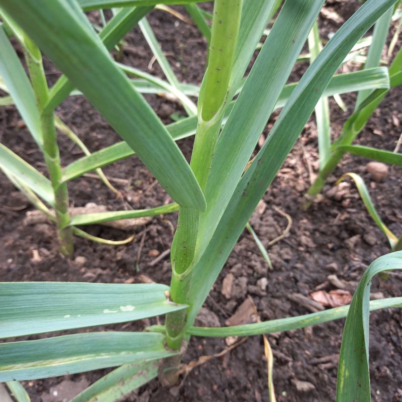 ��� ��������� ������������� ������ �� ����������� ����� ��� �����