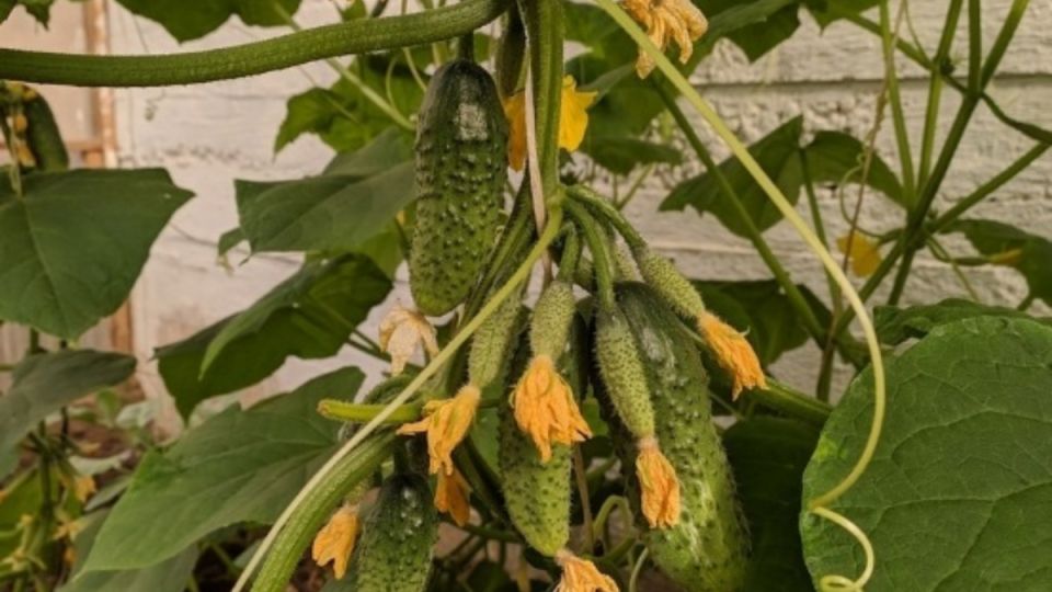 ������������� ������: ���� ��������, ������� ������� ��� ������