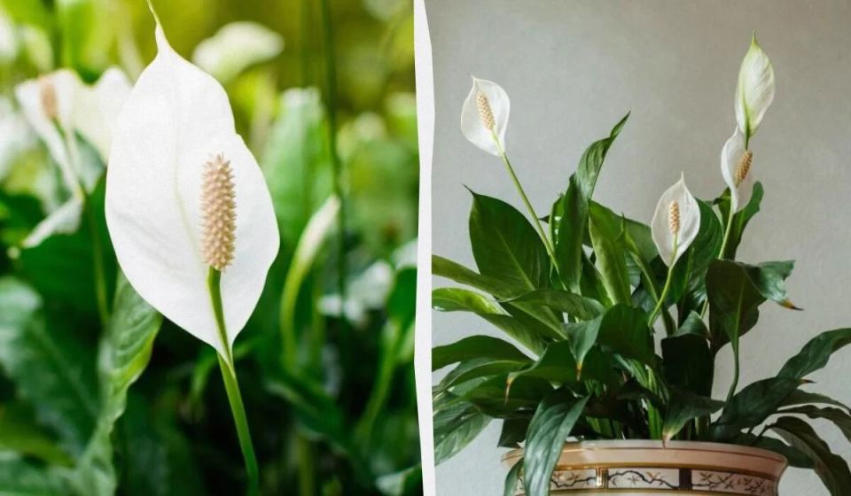 ��� ������������ ������� �������: ������ ��� ��������� �������� ������������