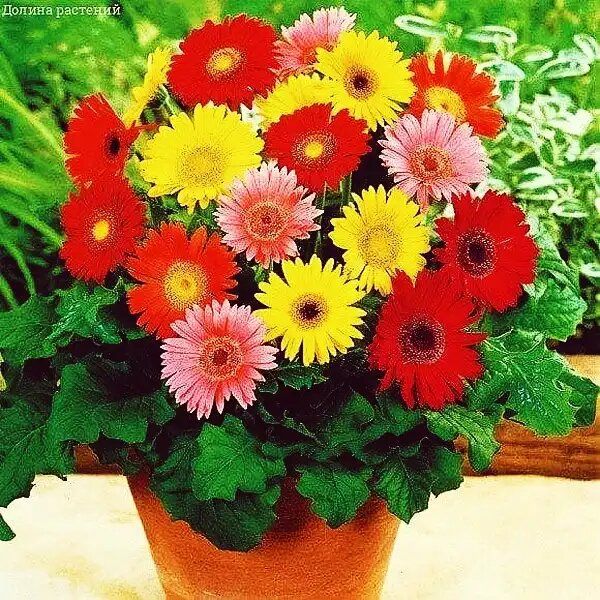 ������� � ������: ��� ������� ������� �������� � ���� ����