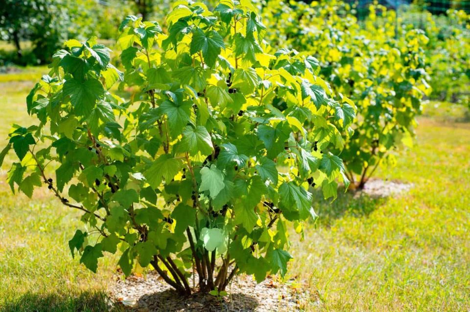 ��� ������� ��������� ������ ��������� � �������� ������