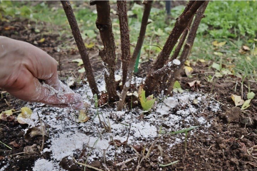 ����������� ����: ������ �������� ������ ��������� � ����������