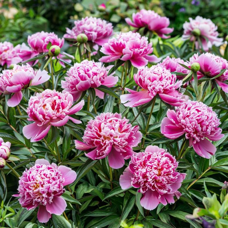 ���� ��������� ������: ��������� ��� ��������� ���������