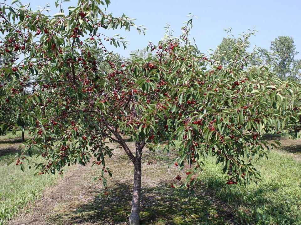 ��� ������� ��������� ���� ����� ��� ������� ����: ������ ��� ���������