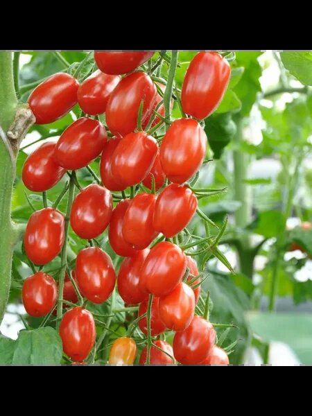 ����� ������� ������: ������� ��������� ����������� � ����������� �������������