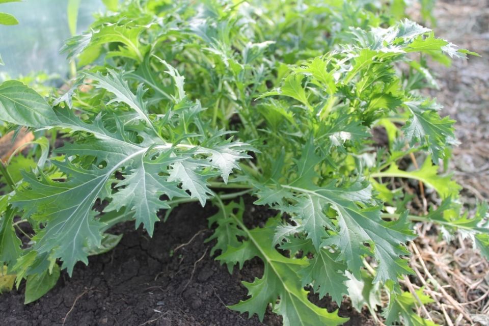 ������ ����� ����������� ��������� ������: ������� �������� �������