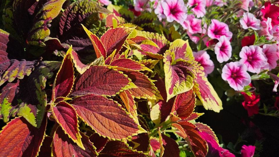 Январь как старт для цветов: секреты успешного посева