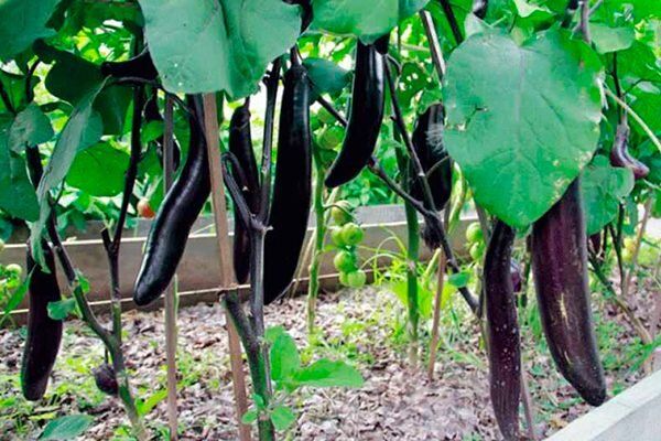 ������ ������: ��� ��������� ��������� �������� ���� � �������� ������