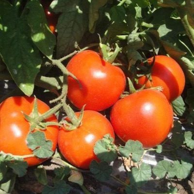 Неприхотливый томат Галина: ранний урожай и простота ухода