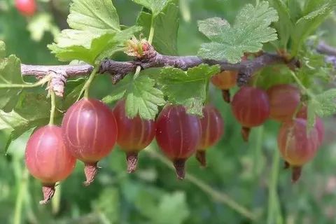 ������� ������� ����������: ������ � ������������ ������