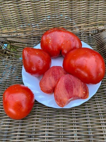 Томат Фьюб: секреты популярности и советы по выращиванию