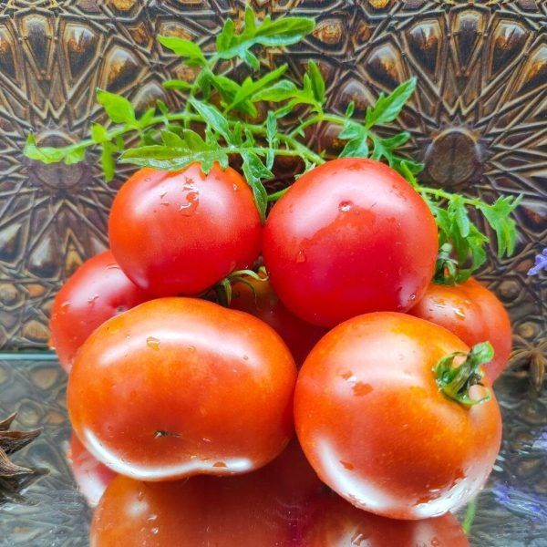 Томат Тайяна: спокойное объяснение особенностей сорта и практической ценности