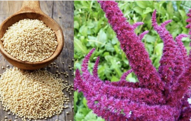 ����� �������� ��� ����: ��������� ����������� �� ������ �����