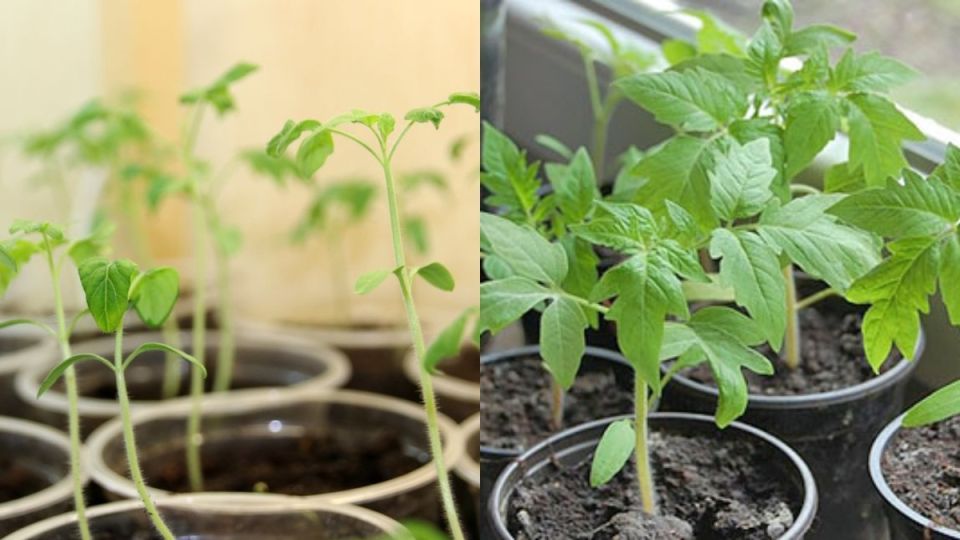 ������������ ������� �� ����� 2+2: ������ ������� ��� ������� ������� ��� ���������