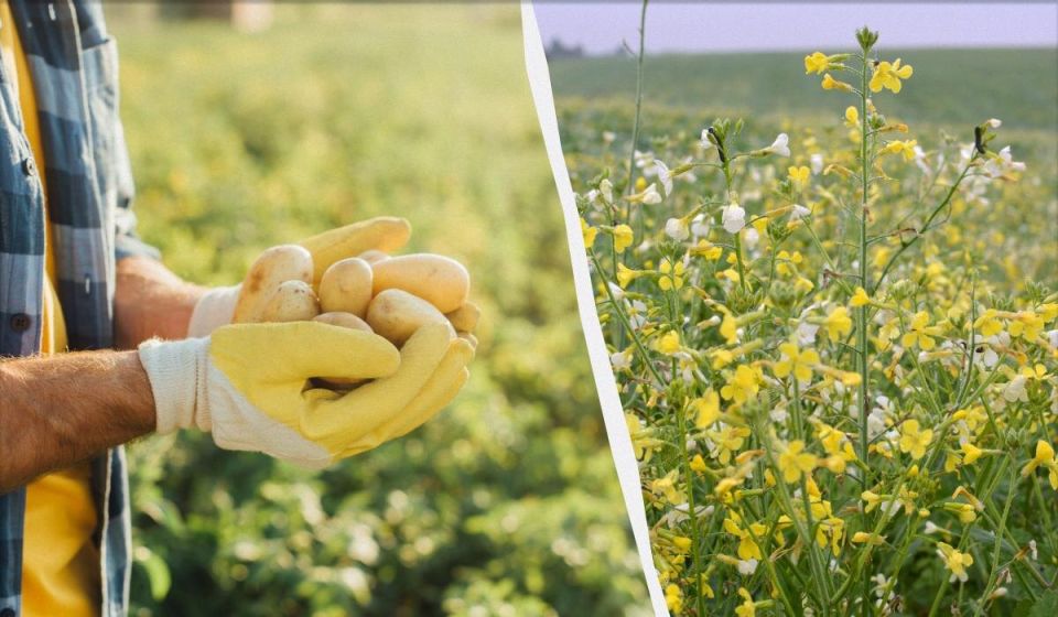 �������� ����� ���������: ��� ��������� ����� ��� ������ � �����������