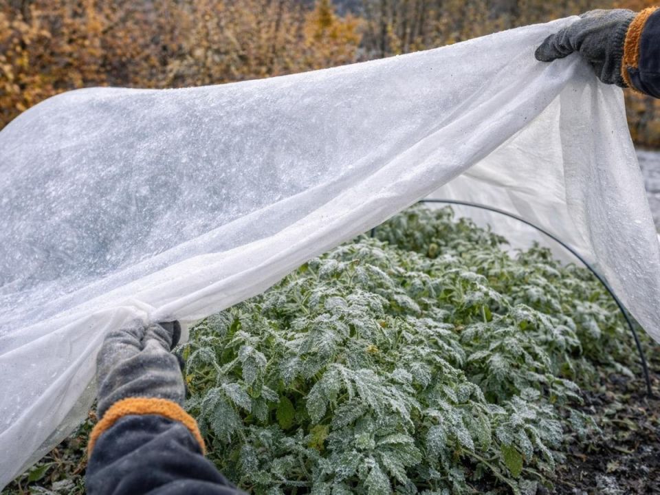 Зимний сад Японии: как мульча и укрытия сохраняют свежесть на грядках