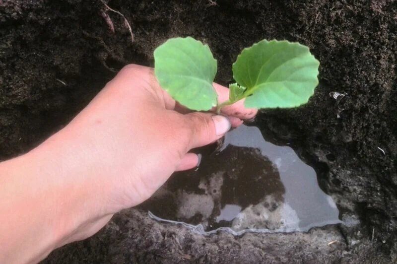 Как правильно высаживать рассаду капусты: четыре базовых компонента в лунку