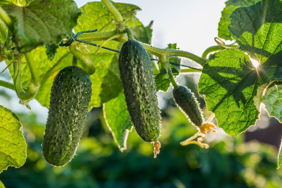 Зачем сосредоточиться на поливе: спокойное объяснение двойного урожая огурцов