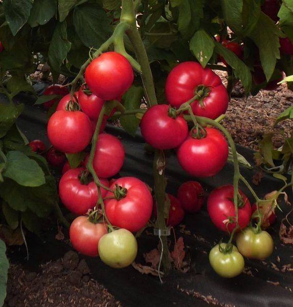 ��������: ������������� ������ ������ ��� ������ � ����� ������