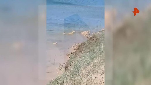 &quot; : &quot;:        