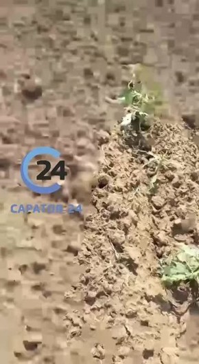 На Саратов надвигается саранча