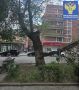 Сегодня днем в Саратове из-за падения ветки пострадала девочка