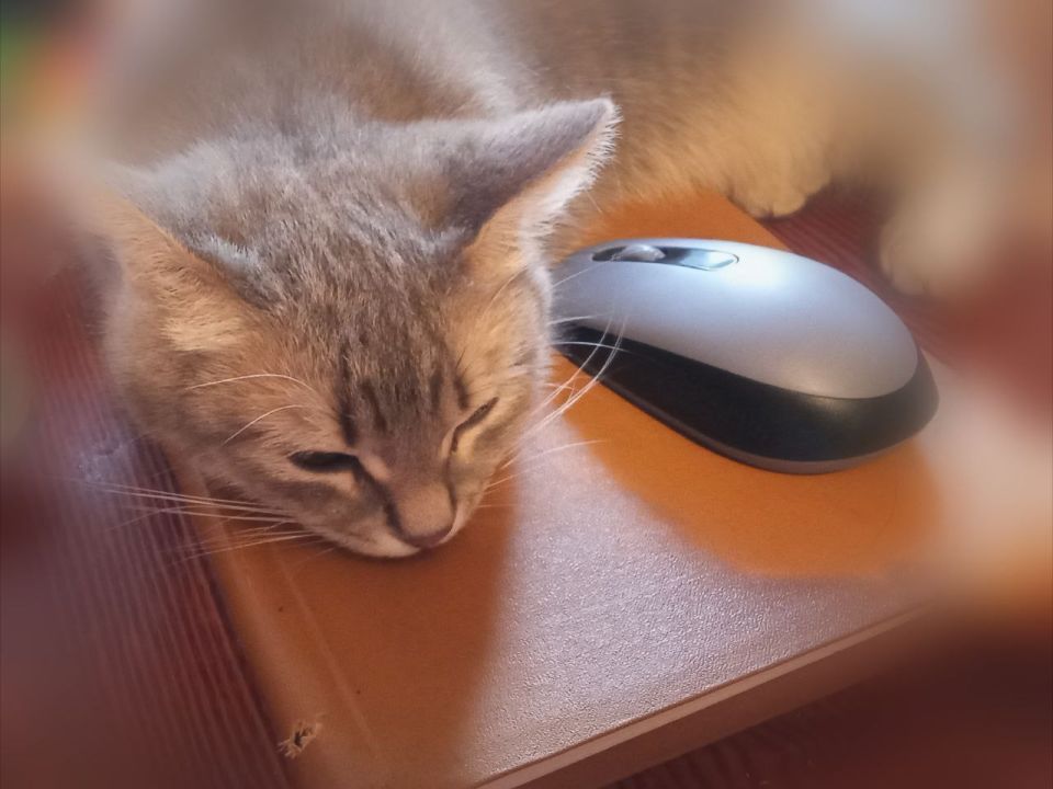  !  - 11 , 