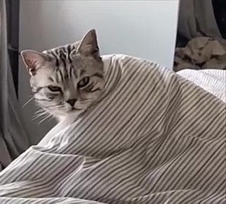  !.    ?    ? -   
