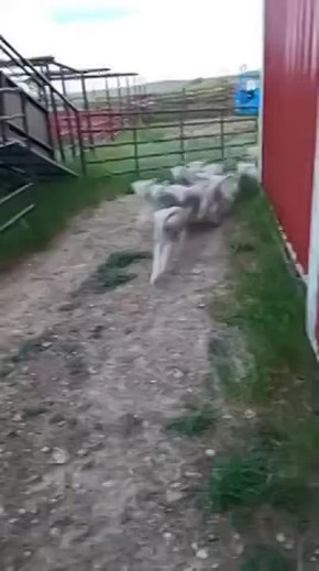      ,   