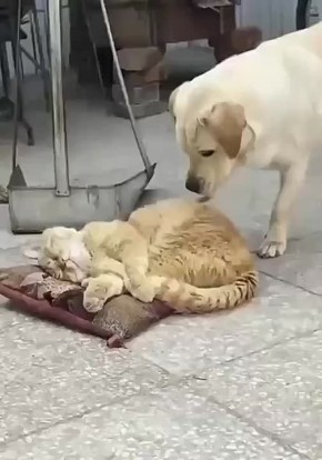 &quot;&quot;   &quot;&quot;  )