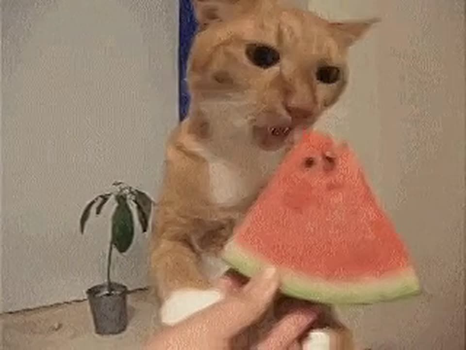 Сегодня отмечается день всеми любимой яго...а, ой, тыквины