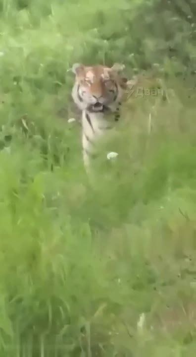   :        
