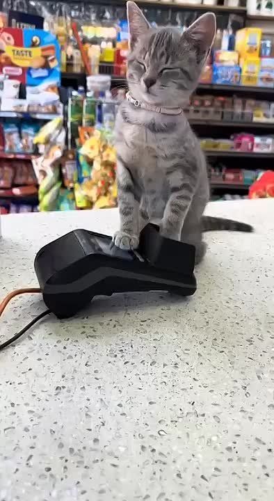   ,   ,  )
