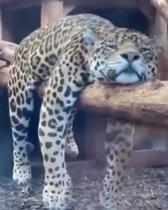 )