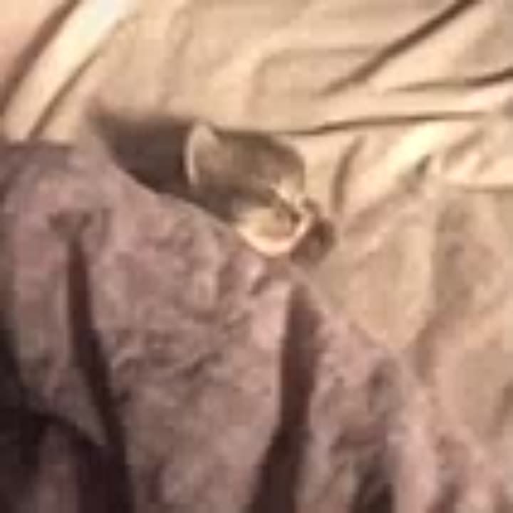  !.   ?    ? - 