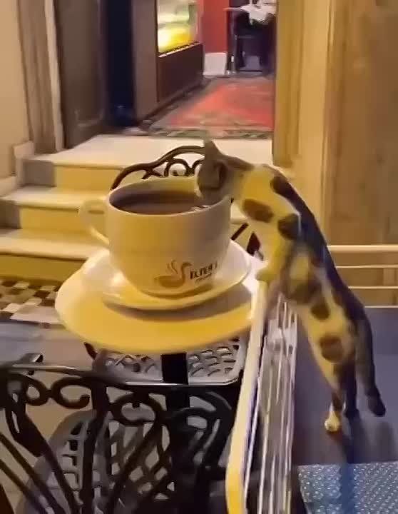  ,      ?)
